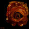 Autumn rose with dew drops