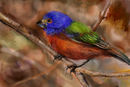 A little bird