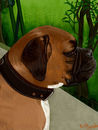 Maggie, my Grandson Williams Boxer