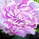 peony