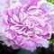 peony