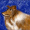 My dog by katy