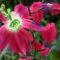 red Clematis by betty72