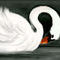 White swan by katy